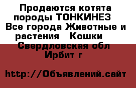 Продаются котята породы ТОНКИНЕЗ - Все города Животные и растения » Кошки   . Свердловская обл.,Ирбит г.